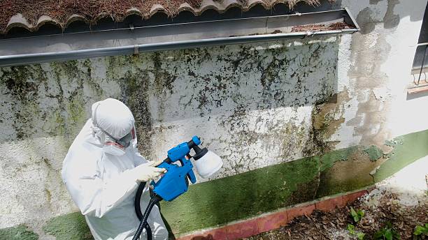 Trusted Commercial Mold Remediation service in Beulah, MI - Cheap Mold Removal